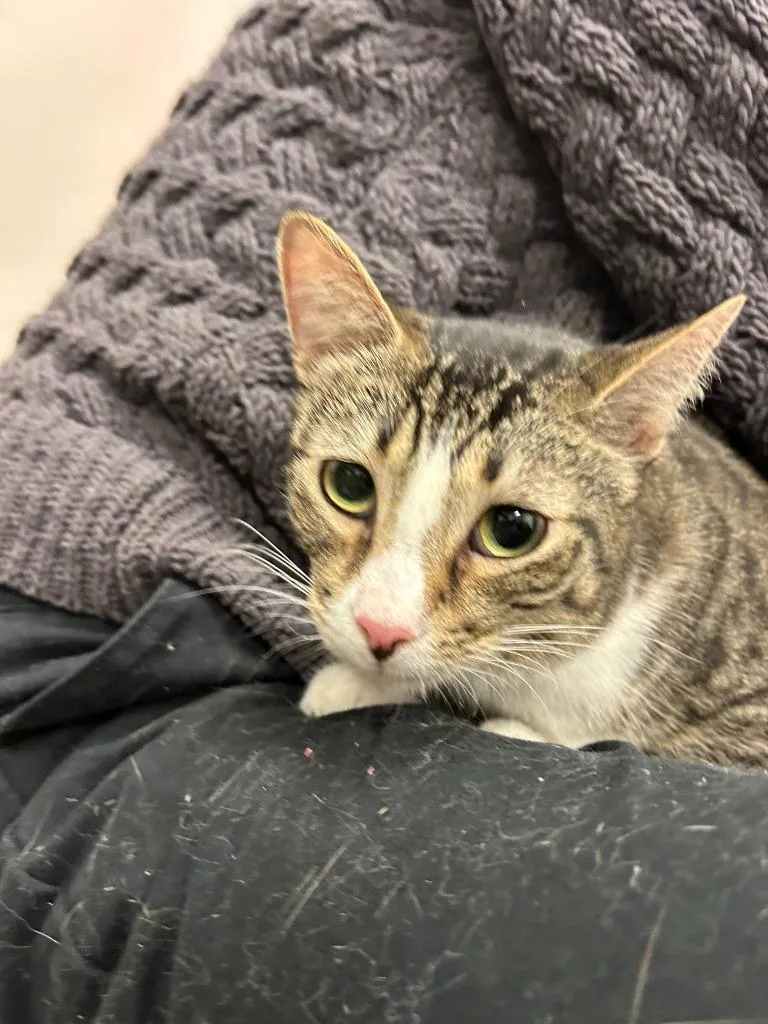 A young small-sized male Domestic Short Hair cat named Hank for adoption in Thousand Oaks, CA