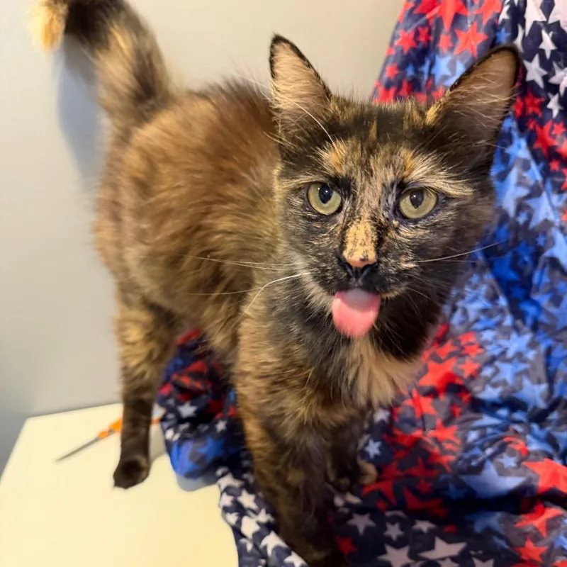An adult medium-sized female Torbie Domestic Long Hair cat named Litty for adoption in Fredericksburg, VA