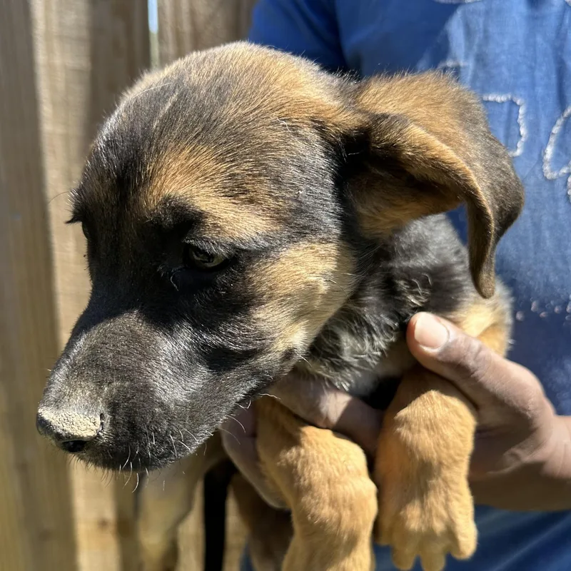 Candy  Local April thumbnail 2