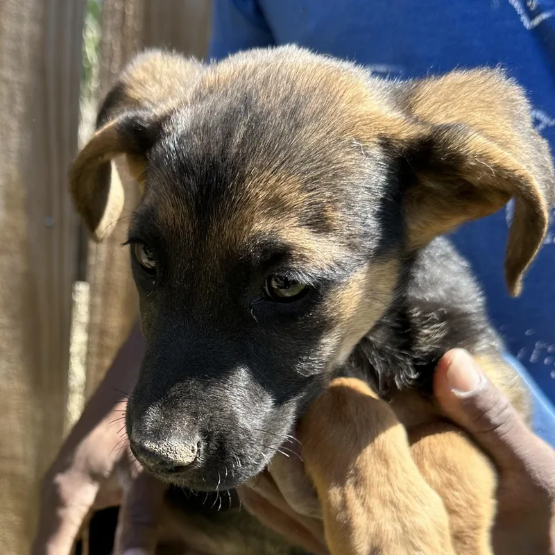 Candy  Local April thumbnail 3