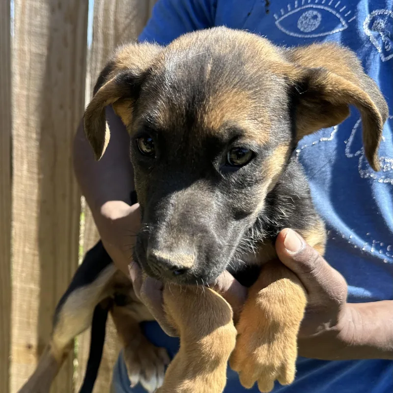 Candy  Local April thumbnail 4