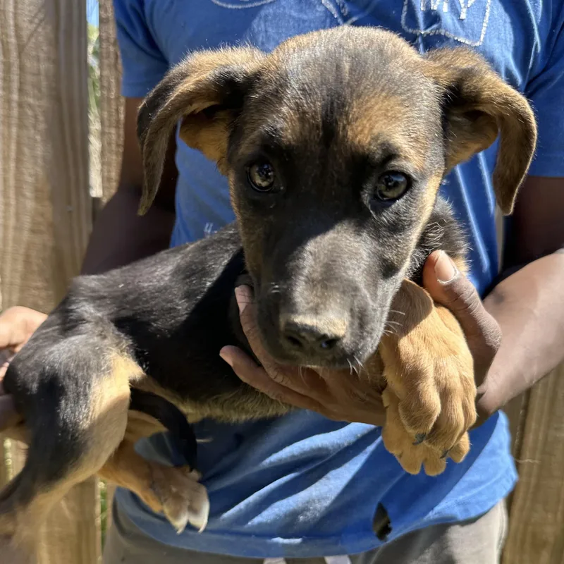 Candy  Local April thumbnail 5