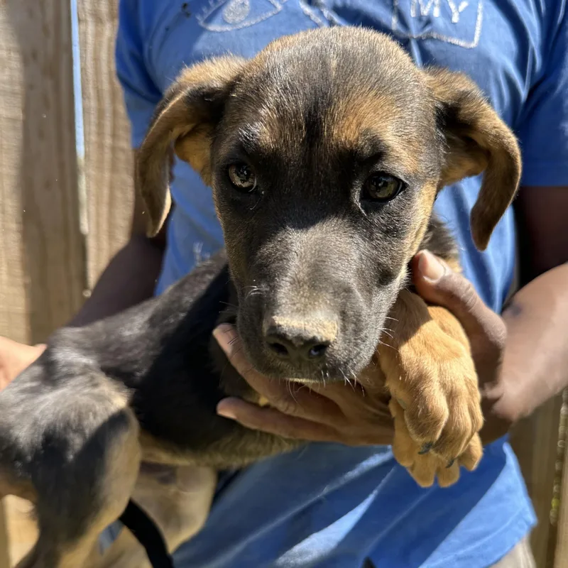 Candy  Local April thumbnail 6