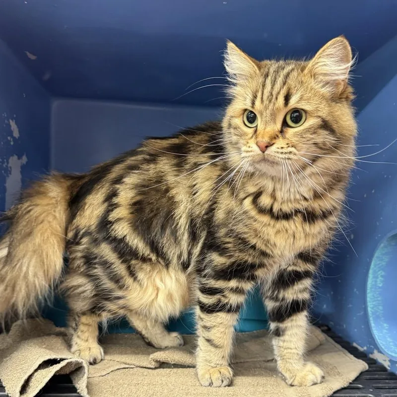 An adult medium-sized female Siberian cat named Remi for adoption in Morris, MN