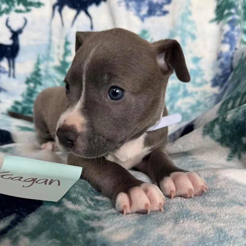 A baby medium-sized female Gray / Blue / Silver American Staffordshire Terrier dog named Reagan for adoption in Fredericksburg, TX