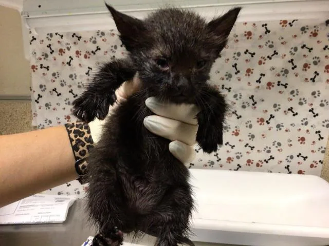 A baby small-sized male Domestic Short Hair cat named Labor Day for adoption in Riverside, CA