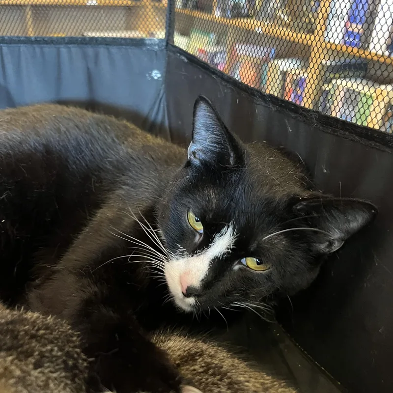 A young medium-sized male Black & White / Tuxedo Tuxedo cat named Bandit for adoption in Marion, NC