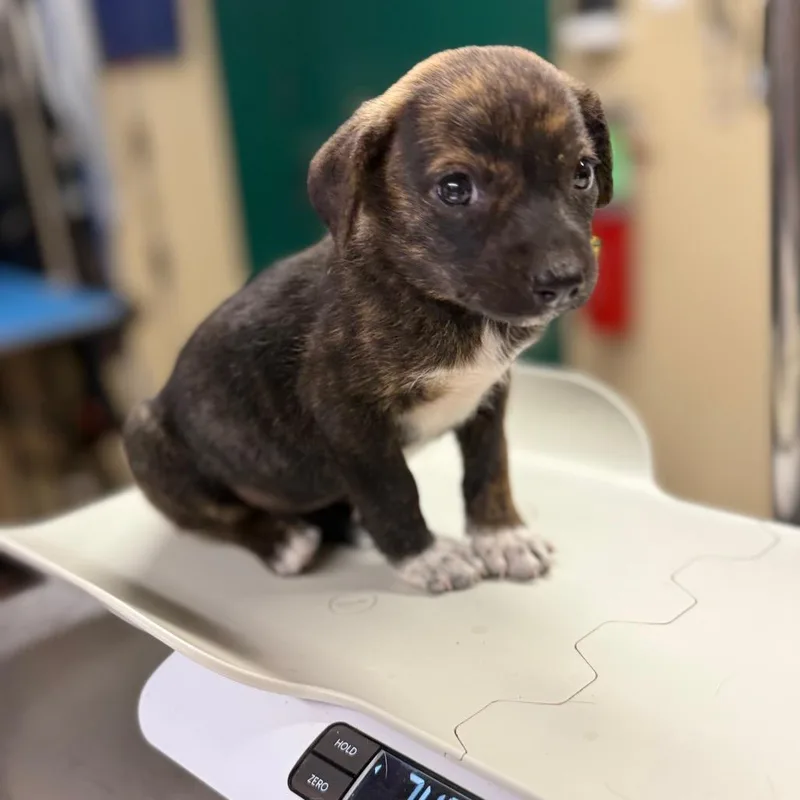 A baby small-sized female Brindle Mixed Breed dog named Emeprev for adoption in Pauls Valley, OK