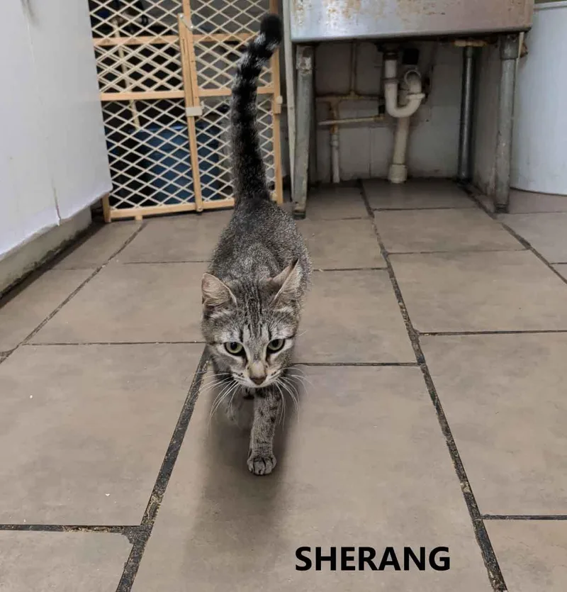 Sherang