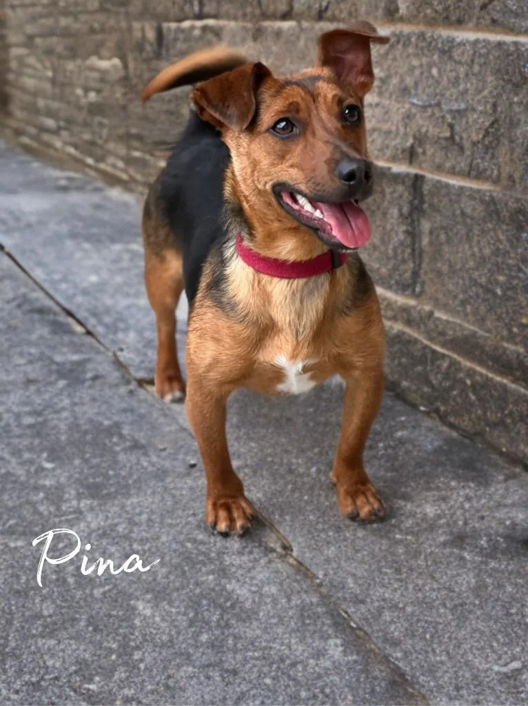 A young small-sized male Dachshund dog named Pina` for adoption in Dalton, GA