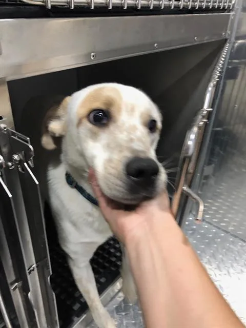 A young large-sized male Mixed Breed dog named Benji for adoption in Dallas, TX