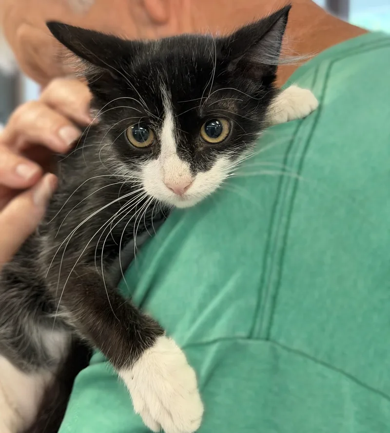 A baby medium-sized male Black & White / Tuxedo Domestic Medium Hair cat named Jim for adoption in Slidell, LA