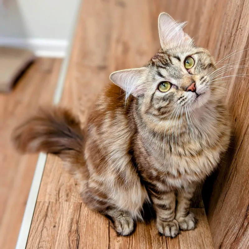 An adult medium-sized male Tabby (Brown / Chocolate) Domestic Long Hair cat named Bibimbap for adoption in Evanston, IL