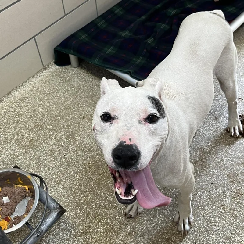 An adult medium-sized male White / Cream Pit Bull Terrier dog named Ace for adoption in Perkiomenville, PA