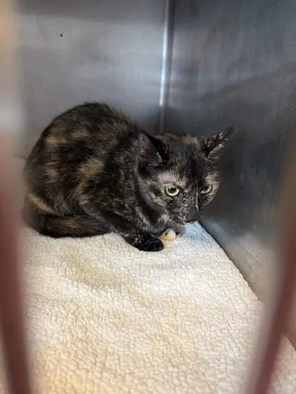 An adult small-sized female Domestic Short Hair cat named Twinkle for adoption in South Bend, IN