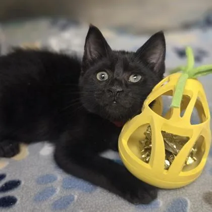 A baby small-sized female Domestic Short Hair cat named Batty Boop for adoption in Westland, MI