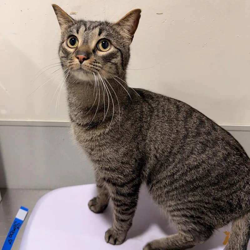 An adult medium-sized male Gray / Blue / Silver Domestic Short Hair cat named Simba for adoption in Tampa, FL