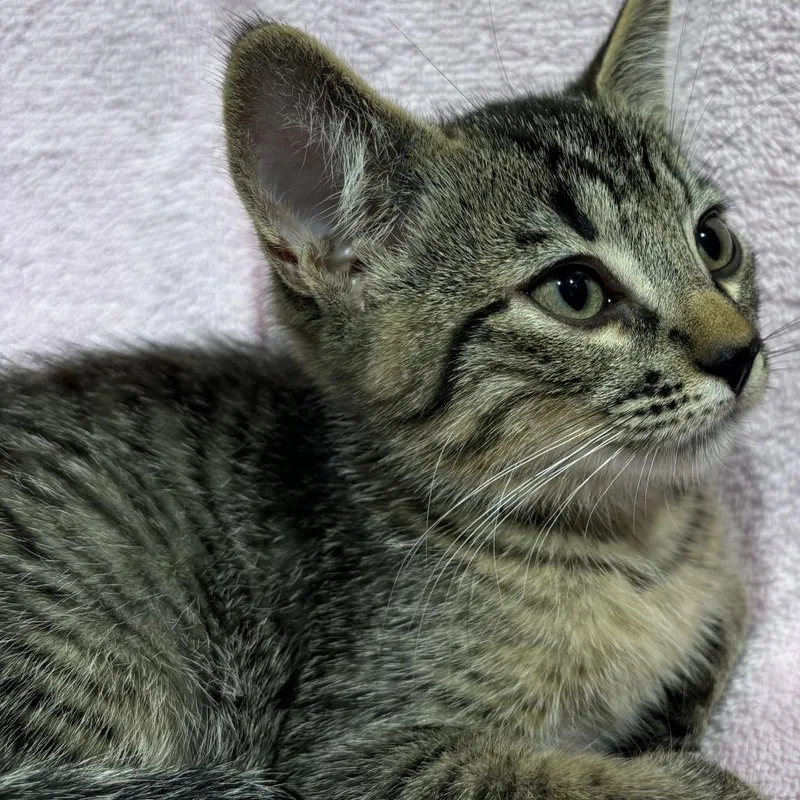 Simba thumbnail 2