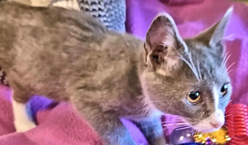 A baby medium-sized female Gray & White Domestic Short Hair cat named Tabitha for adoption in Rutherfordton, NC