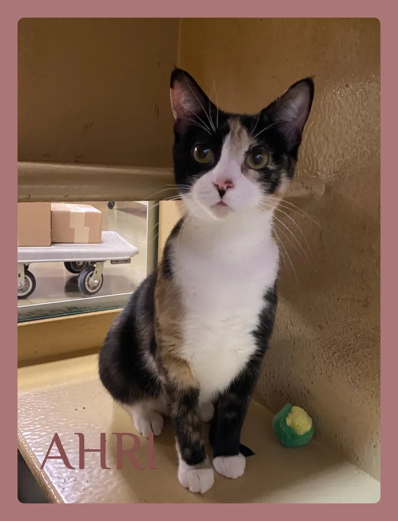 A young medium-sized female Calico cat named Ahri for adoption in Lawton, OK