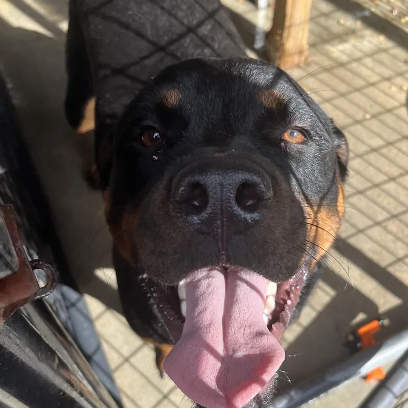 An adult large-sized female Black Rottweiler dog named Sissy for adoption in Birmingham, AL