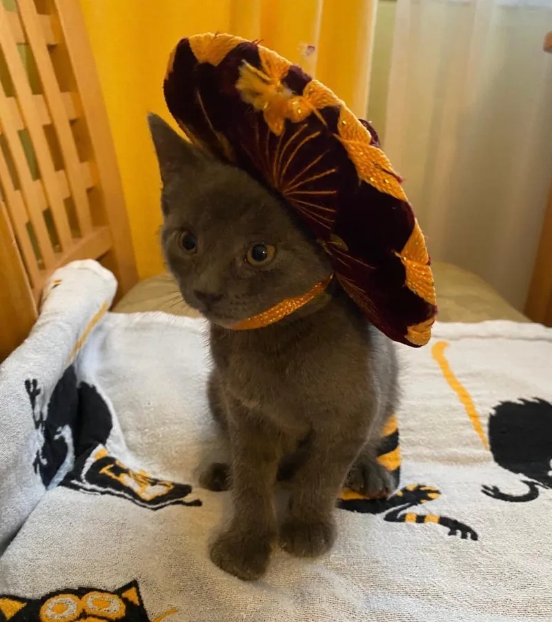 A baby medium-sized female Domestic Short Hair cat named Dos for adoption in Pomona, NY