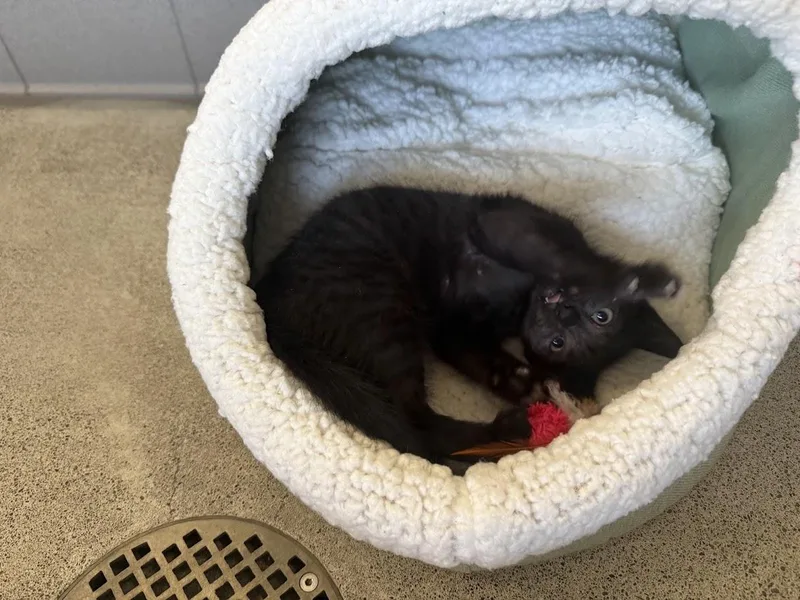 A baby medium-sized male Black Domestic Short Hair cat named Ali for adoption in Berkeley, CA
