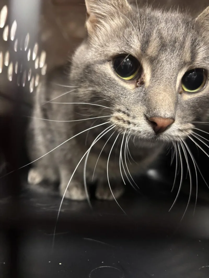 An adult medium-sized female Domestic Short Hair cat named Tajin for adoption in Hagerstown, MD