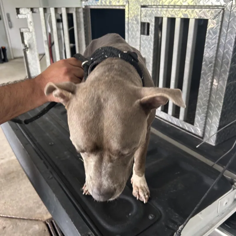 An adult large-sized female Gray / Blue / Silver Pit Bull Terrier dog named John Moore Road StrayMom for adoption in Roxboro, NC