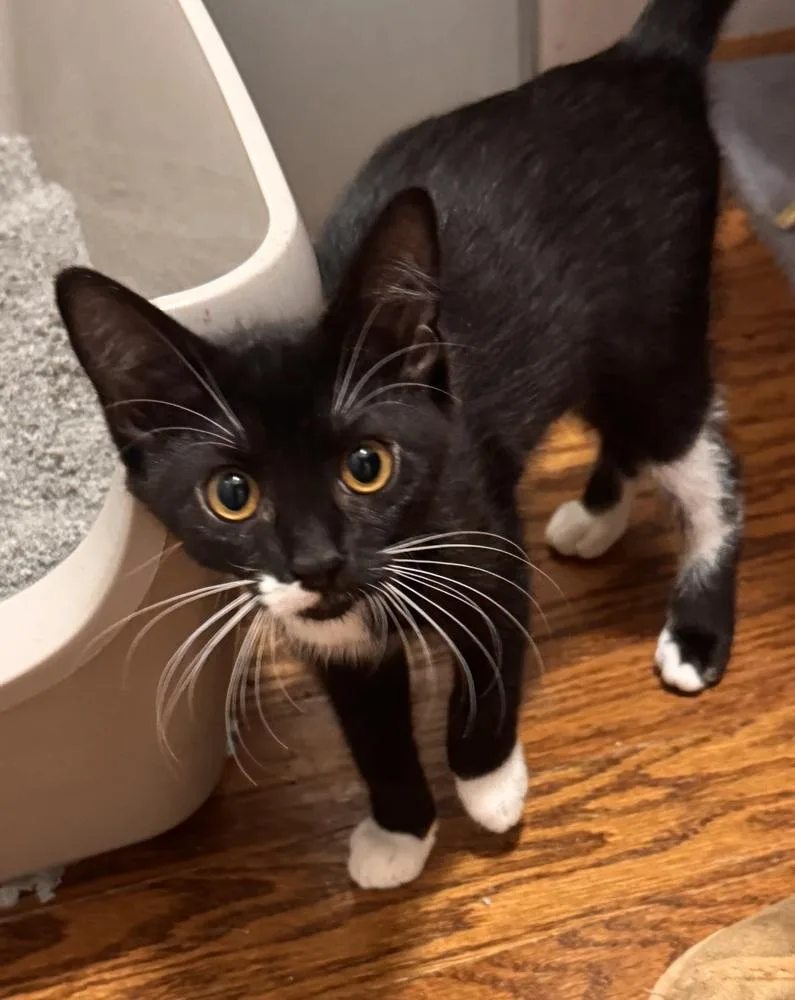 A baby small-sized female Black & White / Tuxedo Domestic Short Hair cat named Sawyer Banks for adoption in Dallas, TX