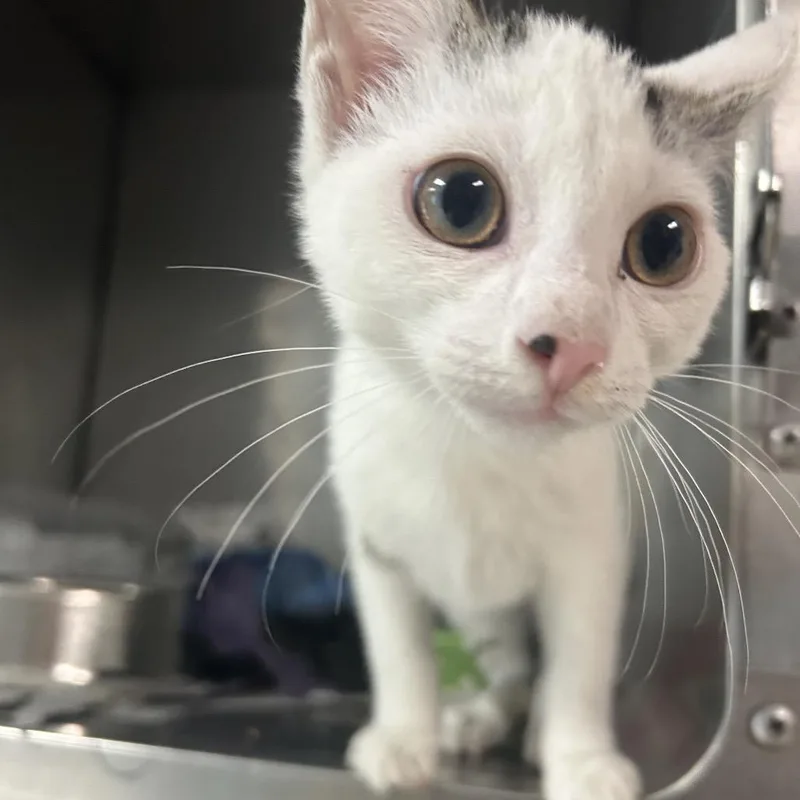 A baby small-sized female White Domestic Medium Hair cat named Mileena for adoption in Charleston, WV