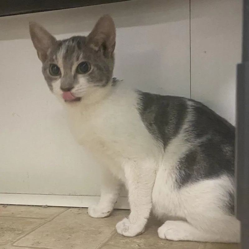 A baby small-sized male Domestic Short Hair cat named Turnip for adoption in Monroe, LA