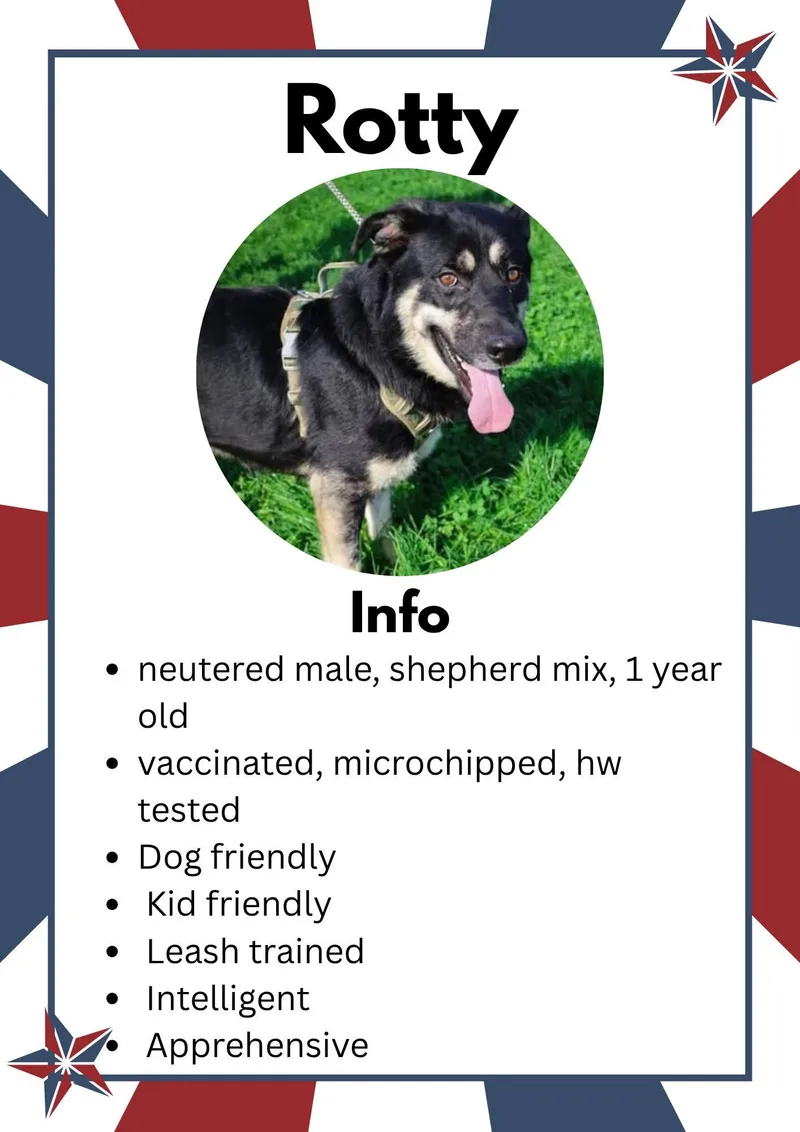 A young large-sized male Black German Shepherd Dog dog named Rotty for adoption in Greensburg, IN