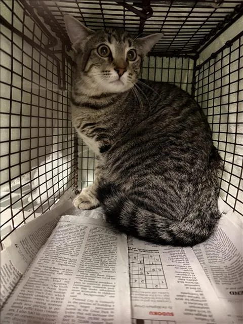 A young small-sized female Domestic Short Hair cat named Dulce for adoption in Van Nuys, CA