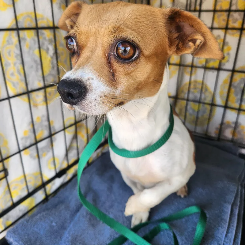 An adult small-sized female Brown / Chocolate Chihuahua dog named Cookie for adoption in Troutman, NC