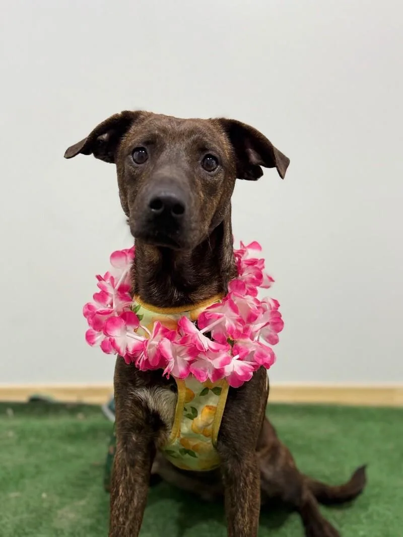 A young medium-sized female Brindle Mountain Cur dog named Lola for adoption in Carlsbad, CA