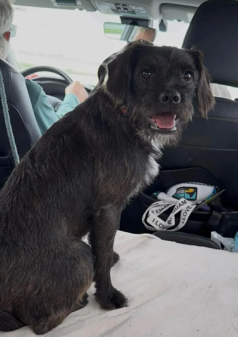 A young small-sized female Terrier dog named Maggie for adoption in Windsor, CO