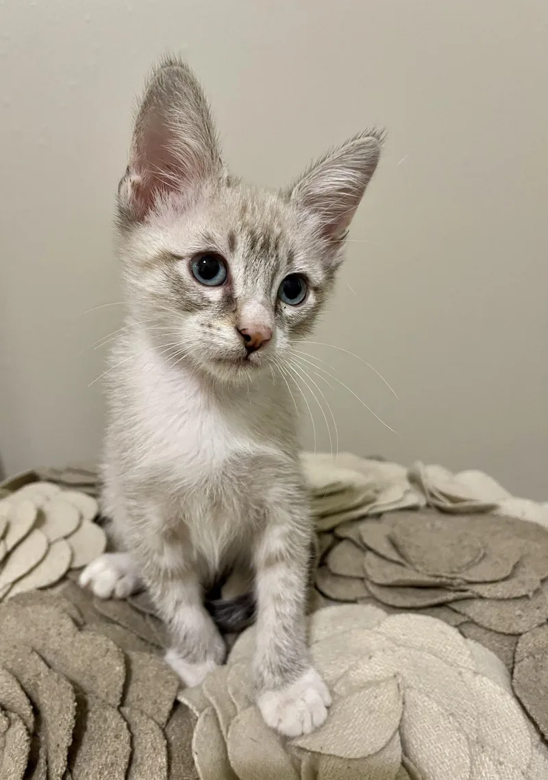 A baby small-sized male Lilac Point Siamese cat named Drake RF Petsmart for adoption in Spring, TX