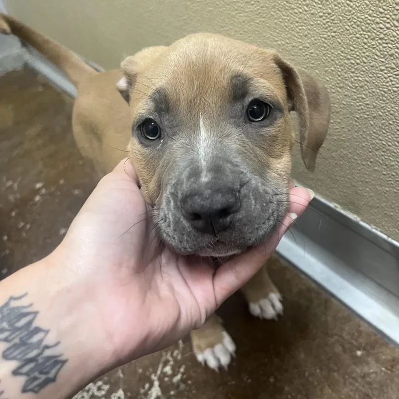 A young large-sized female Brown / Chocolate Pit Bull Terrier dog named Ginger for adoption in Albuquerque, NM