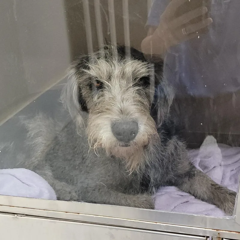 An adult small-sized male Gray / Blue / Silver Mixed Breed dog named Griffon for adoption in Buchanan Dam, TX