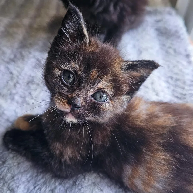 A baby small-sized female Tortoiseshell Domestic Short Hair cat named Ember for adoption in Kansas City, MO
