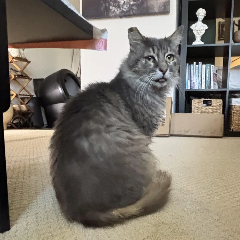 An adult large-sized male Tabby (Brown / Chocolate) Tabby cat named Beans for adoption in Los Altos Hills, CA