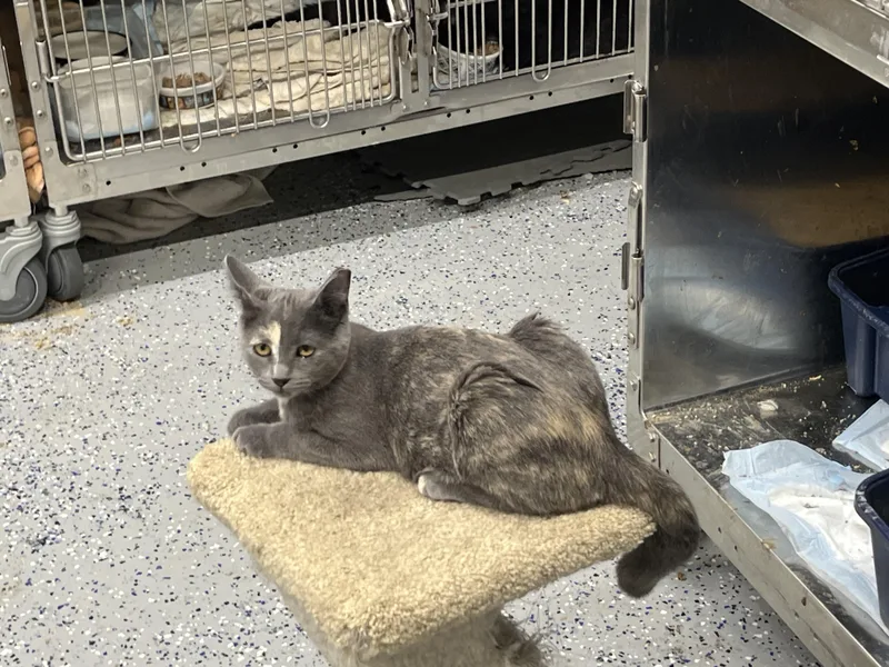 An adult medium-sized female Domestic Short Hair cat named Lady Diane for adoption in Brighton, MI