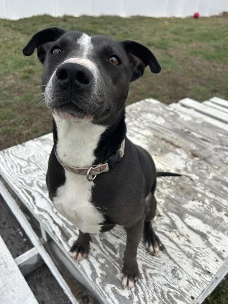 A young medium-sized male Labrador Retriever dog named Kringle for adoption in Osage Beach, MO