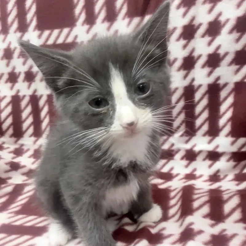 A baby small-sized male Gray / Blue / Silver Domestic Short Hair cat named Carmine for adoption in Jupiter, FL