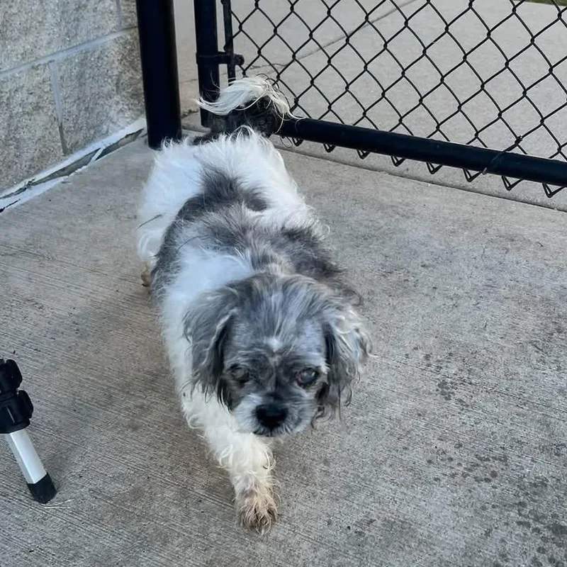 A senior small-sized female Shih Tzu dog named Peggy Sue for adoption in Saint John, IN