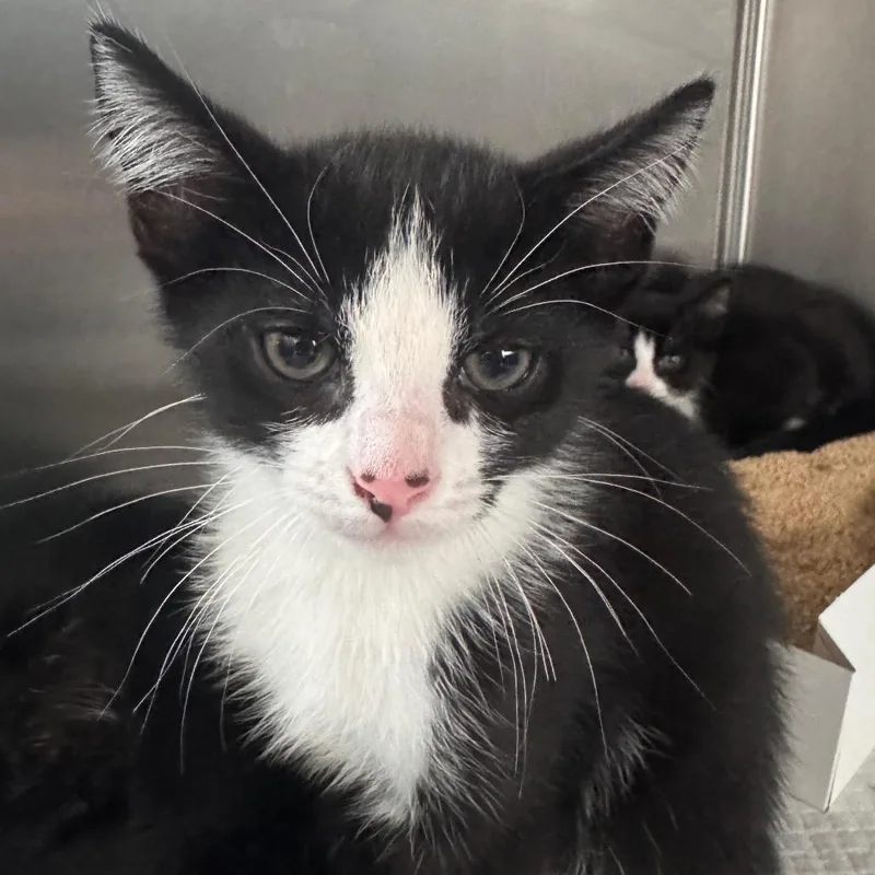 A baby small-sized male Black Domestic Short Hair cat named Bic for adoption in Clearwater, FL