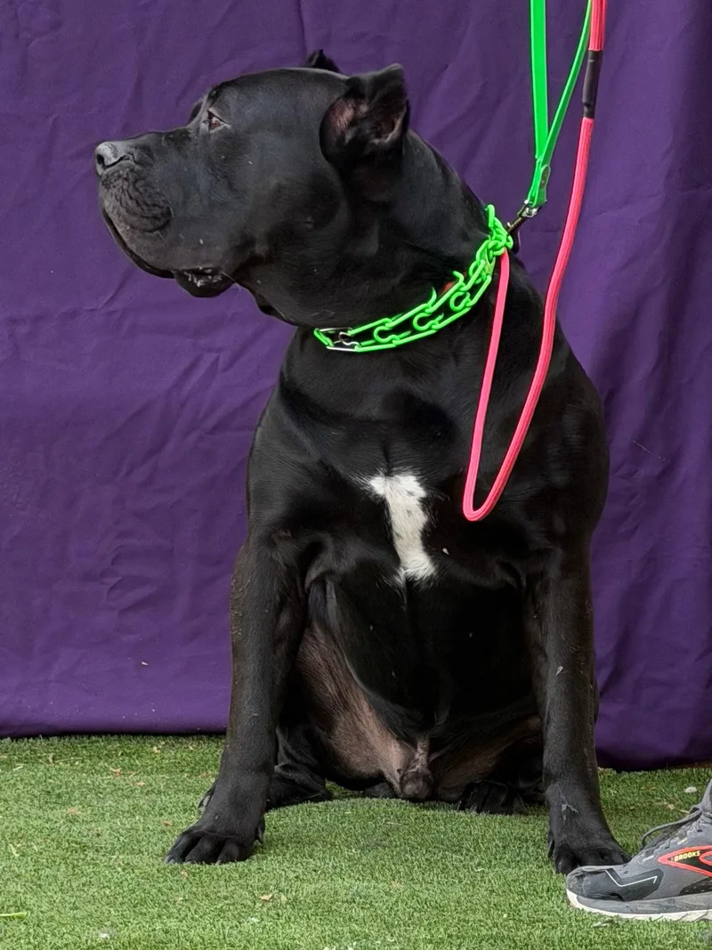 A young medium-sized male Cane Corso dog named Dante for adoption in Glendale, AZ