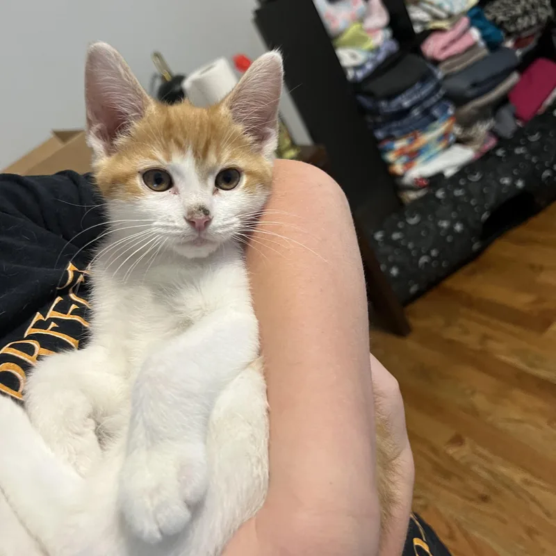 A baby medium-sized male Domestic Short Hair cat named Seymour for adoption in Alvaton, KY