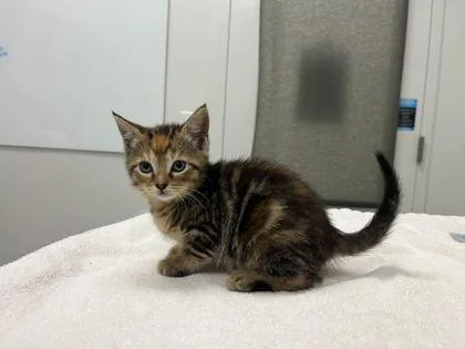 A baby small-sized female Brown / Chocolate Domestic Short Hair cat named Fried Oreos for adoption in Kansas City, MO